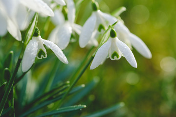 Close-up Schneeglöckchen auf einer Wiese