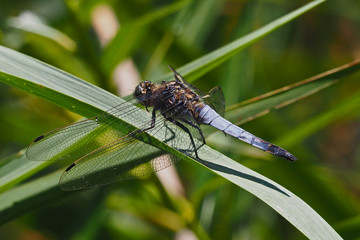 Blaue Libelle - grosser Blaupfeil