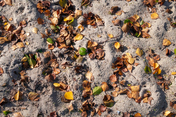 Sandy beach covered with autumn leaves