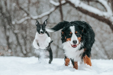 American staffordshire terrier puppy playing with bernese outside.