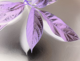 History A Sartorial Excess