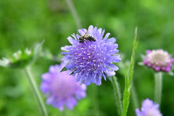 Erschöpfte Biene auf Witwenblume, blaulila bis blauviolett, grüner Hintergrund, auf Wiesen, Weges-/und Waldrand zu finden, beliebt bei Insekten, wie Bienen, Käfer, Hummel, Schmetterlinge