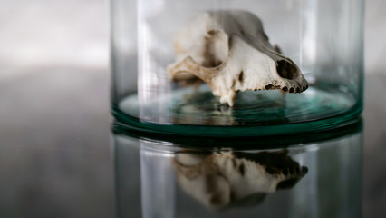 animal skull in a glass jar