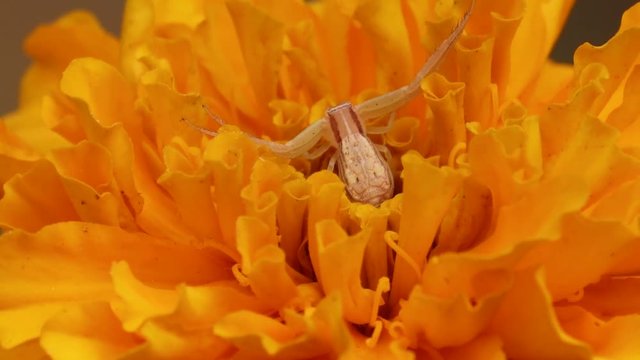 Spider on yellow marigold flower.
