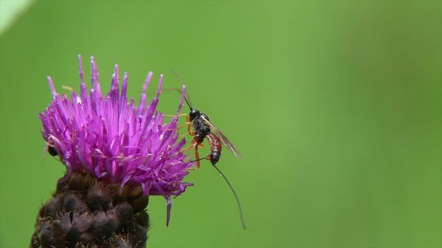 Schlupfwespe auf Flockenblume in der Eifel