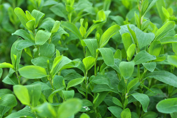 In the spring the grass is green doorweed (Polygonum aviculare)