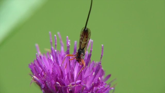 Schlupfwespe auf Flockenblume in der Eifel