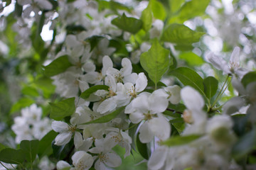 flowering branches of Apple trees in a natural environment. tenderness and light. spring beauty. the Apple tree in its glory. Soft focus