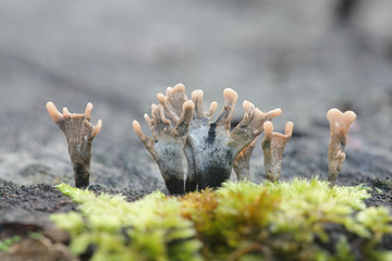 Xylaria hypoxylon, known as the candlestick fungus or the candlesnuff fungus, wild mushroom from Finland