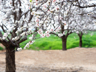 Flowering almond branches on a blurred background