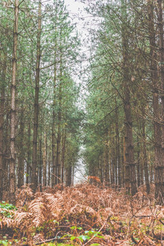 Forest Trees Landscape In A Coniferous Woodland Scene With Tall Trees And No People