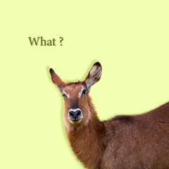 Wondered deer asking a question WHAT on green background. Copyspace for your proposal. Modern design. Contemporary artwork, collage. Concept of fashion, beauty, animal, organic world, education.