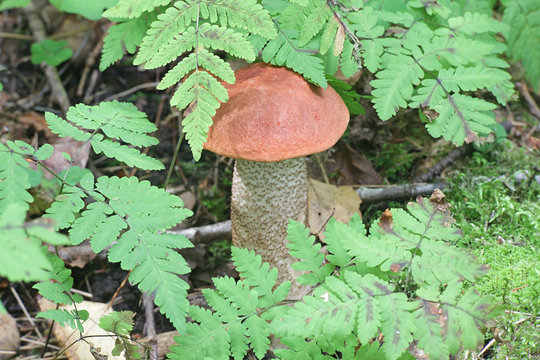 Leccinum quercinum (Leccinum aurantiacum var. quercinum), known as the red oak bolete or red-capped scaber stalk, wild mushroom from Finland