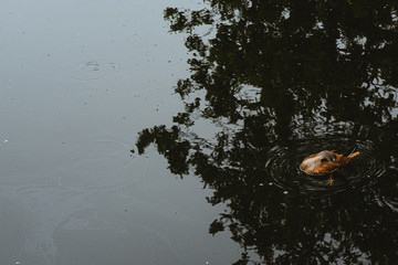 Pato en un lago del increíble Parque de Sansoucci en Alemania