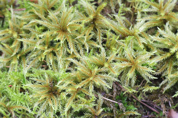 Climacium dendroides, known as the tree climacium moss or tree-moss, a moss species within the family Hypnaceae, in the class Bryopsida, subclass Bryidae and order Hypnales.