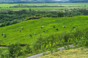 Hokkaido scenic grass field with cow