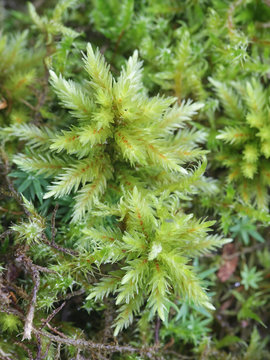 Climacium dendroides, known as the tree climacium moss or tree-moss, a moss species within the family Hypnaceae, in the class Bryopsida, subclass Bryidae and order Hypnales.