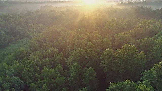 Fast flight over tropical green rain foggy forest. Rays of the rising sun make their way through the fog and tree branches. Aerial shot, 4K
