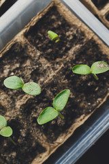 seedlings in peat pots.Baby plants seeding, black hole trays for agricultural seedlings.The spring...