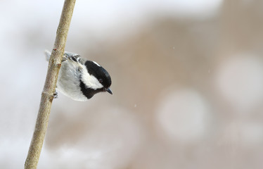 Small coal tit sits on the branch on a blurry background preparing to fly