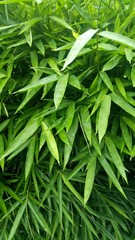 Bamboo tree leaves are green