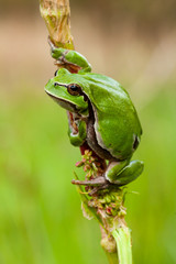 European tree frog, Hyla arborea, perched in a reed on a uniform green background.