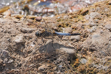 Blaue Libelle - Grosser Blaupfeil