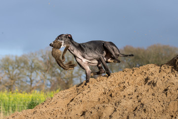 Greyhound rennt mit einem Plüschtier über einen Sandhügel