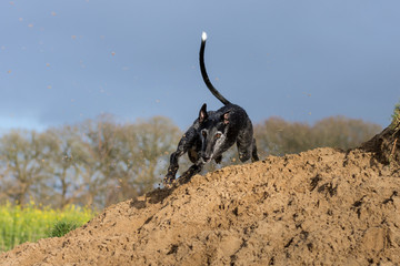 schwarzer Galgo Espanol rennt über einen Sandhügel