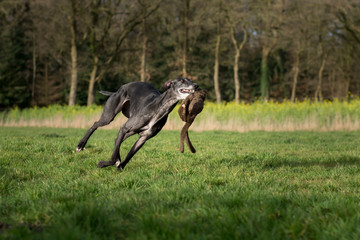schwarzer Greyhound rennt mit einem Spielzeug im Maul