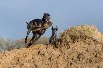 zwei Windhunde spielen auf einem Sandhügel