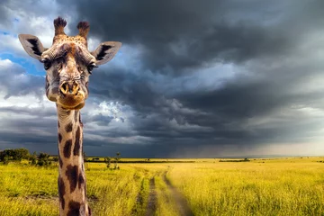 Deurstickers Portret van een grappige giraf © Kushnirov Avraham