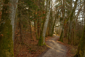 Naklejka premium Geheimnisvoller Pfad im Wald