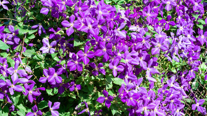 Blooming lilac flowers photo.