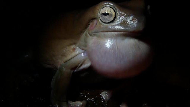 Australian green tree frog tree frog singing his song at night