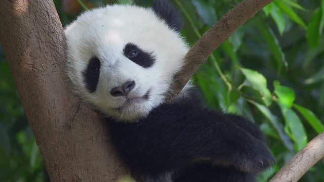 Little panda snugly settles down on a tree and prepares for sleep. Cute panda baby resting on a tree branch at noon. 4K, UHD