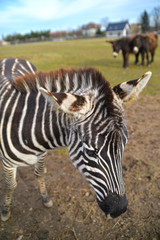 herd of zebras