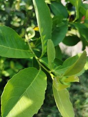 green leaves of a tree