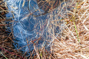 Abstract shape ice over young and dried reed plants on a lake. frozen reed stems