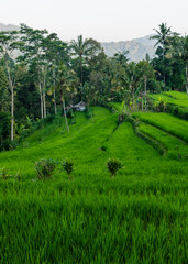 Fototapeta na wymiar rice field in bali indonesia
