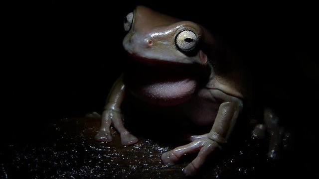 Australian green tree frog tree frog singing his song at night