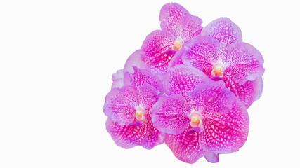 Purple orchids that cut the background off make a white background.