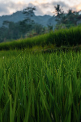 greenrice fields in the morning in bali