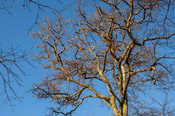 Scenic branches of an ancient sycamore Platanus