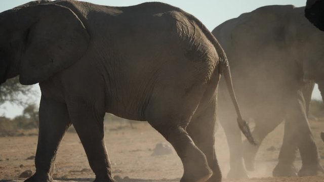 Strong African elephants walking about and kicking up dust