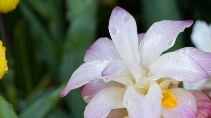 Beautiful pink flower blurred green background