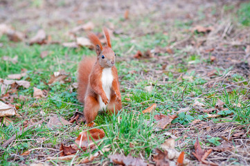 Red squirrel or Eurasian red squirrel (Sciurus vulgaris)