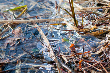 Abstract shape ice over young and dried reed plants on a lake. frozen reed stems