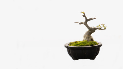 Bonsai tree in a black clay pot that separates it from a white background