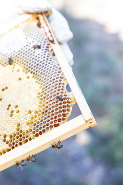 close up of honey